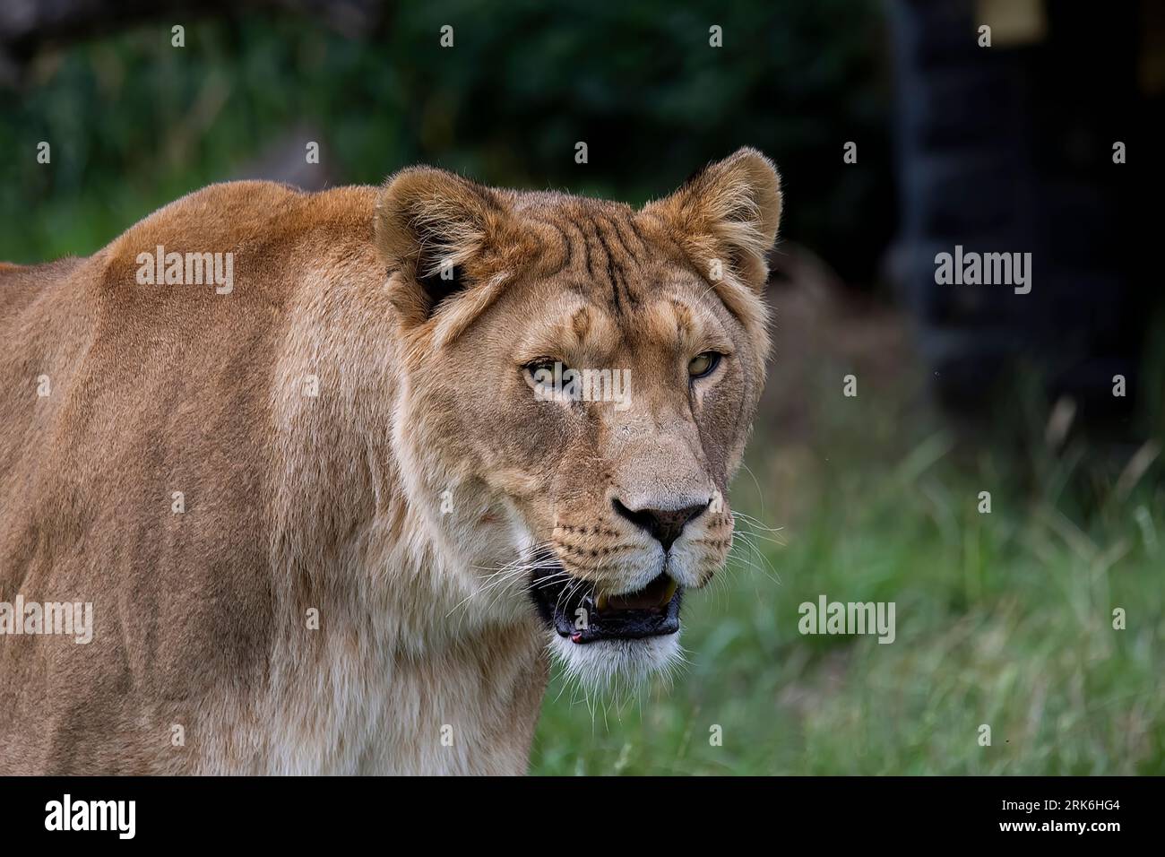Un gros plan d'un lion dans un champ d'une savane africaine Banque D'Images
