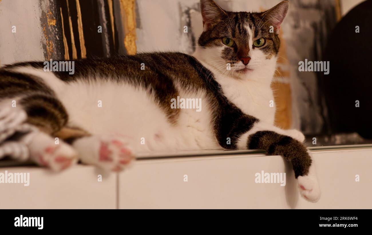 Un joli chat effronté sur un placard. Banque D'Images