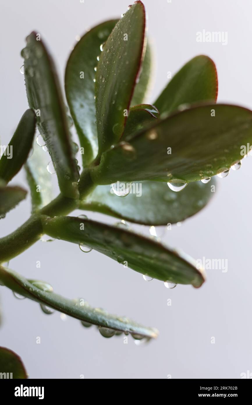 Crassula ovata, communément appelé plante de jade, plante chanceuse, plante à argent ou arbre à argent couvert de gouttes d'eau Banque D'Images