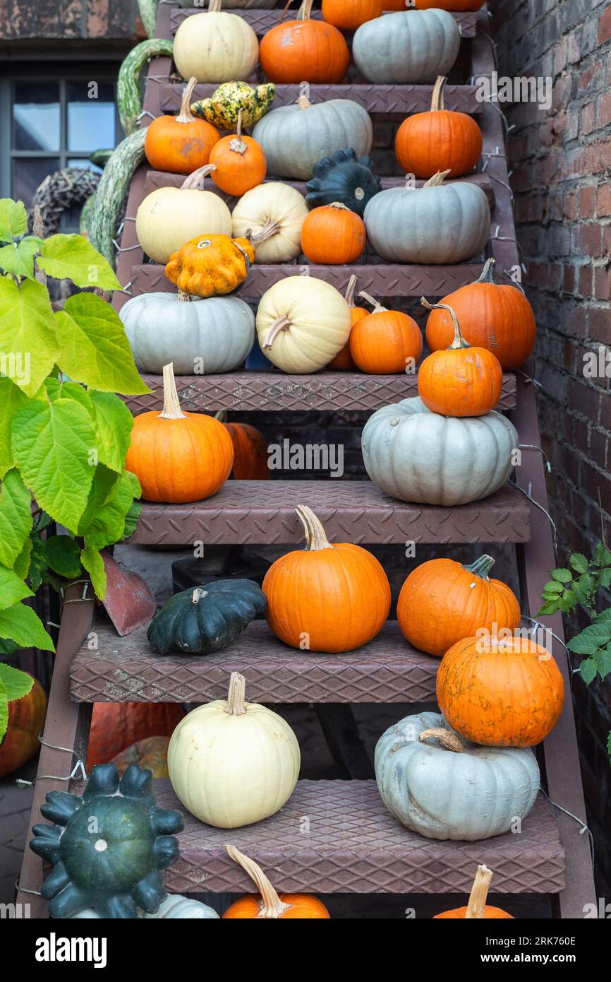 Beaucoup de grands petits mûrs orange gris vert blanc citrouilles brillantes sur la vieille échelle en métal rouillé à la cour de ferme de citrouille. Symbole de la célébration d'action de grâce d'Halloween Banque D'Images