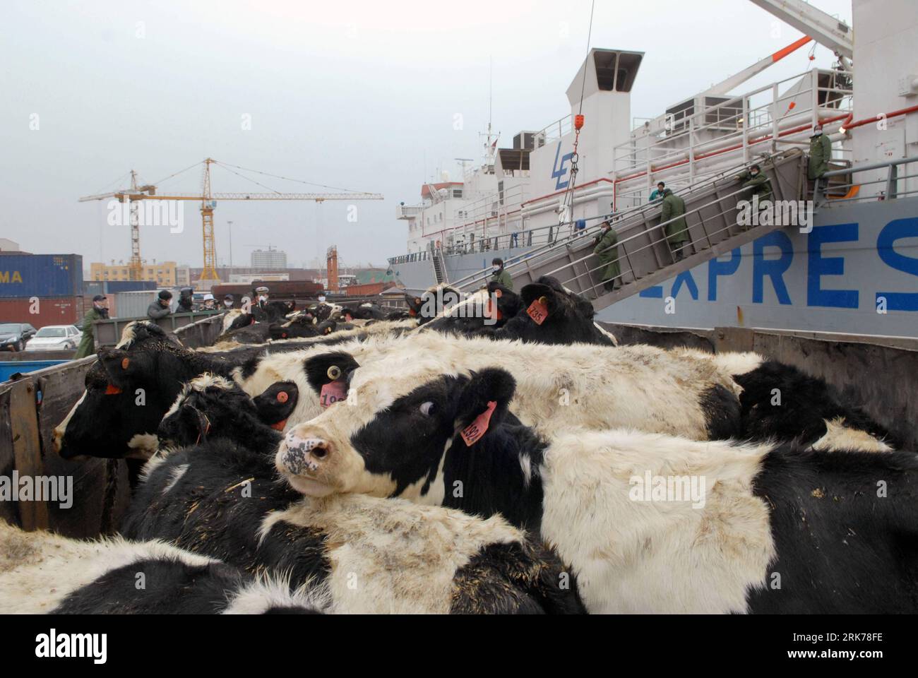 Bildnummer : 53882263 Datum : 22.03.2010 Copyright : imago/Xinhua (100323) -- RIZHAO, 23 mars 2010 (Xinhua) -- les employés du Bureau d'inspection et de quarantaine des entrées-sorties de la ville de Rizhao surveillent le débarquement des vaches laitières importées d'Australie, au port de la ville de Rizhao, dans la province du Shandong de l'est de la Chine, 22 mars 2010. Un navire de fret chargé de quelque 2 860 vaches laitières atteint le port de Rizhao, car les vaches laitières doivent être transférées dans des fermes d'élevage après 45 jours d'inspection de quarantaine pour confirmer qu'elles sont exemptes d'épidémies. (Xinhua/Zhu Yuanli) (px) (2)CHINA-SHANDONG-AUSTRALI Banque D'Images