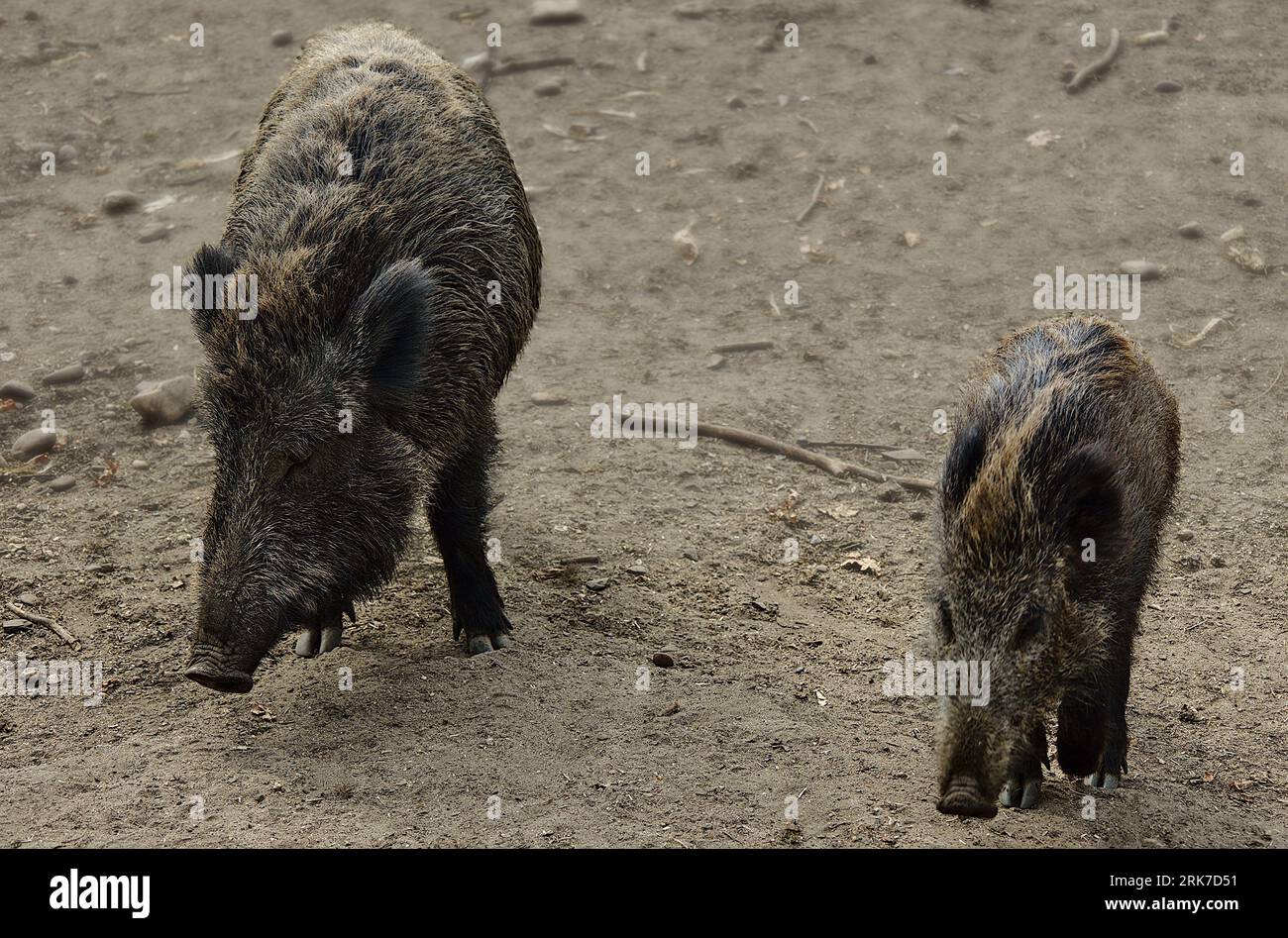 Les deux sangliers d'Europe centrale (sus scrofa scrofa) sur un chemin de terre Banque D'Images Les deux sangliers d'Europe centrale (sus scrofa scrofa) sur un chemin de terre Banque D'Images