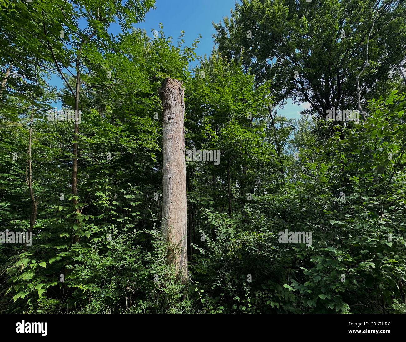 Canada, Québec, montréal, arbres centre ville et parc du Mont Royal. Promenade, vert, poumon de la ville de Montréal hauteur de la ville croix dans le Banque D'Images