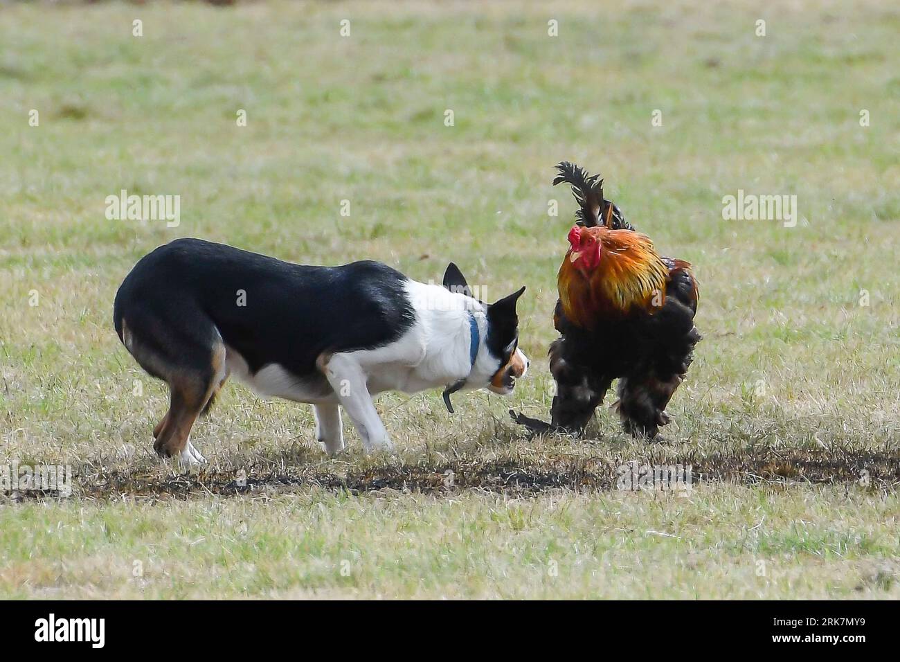 West Bay, Dorset, Royaume-Uni. 24 août 2023. Un chien de berger et un coq se font face dans une exposition de manipulation de chiens de berger dans le ring principal au Melplash Agricultural Show à West Bay près de Bridport dans le Dorset sur un après-midi de chaudes périodes ensoleillées. Crédit photo : Graham Hunt/Alamy Live News Banque D'Images