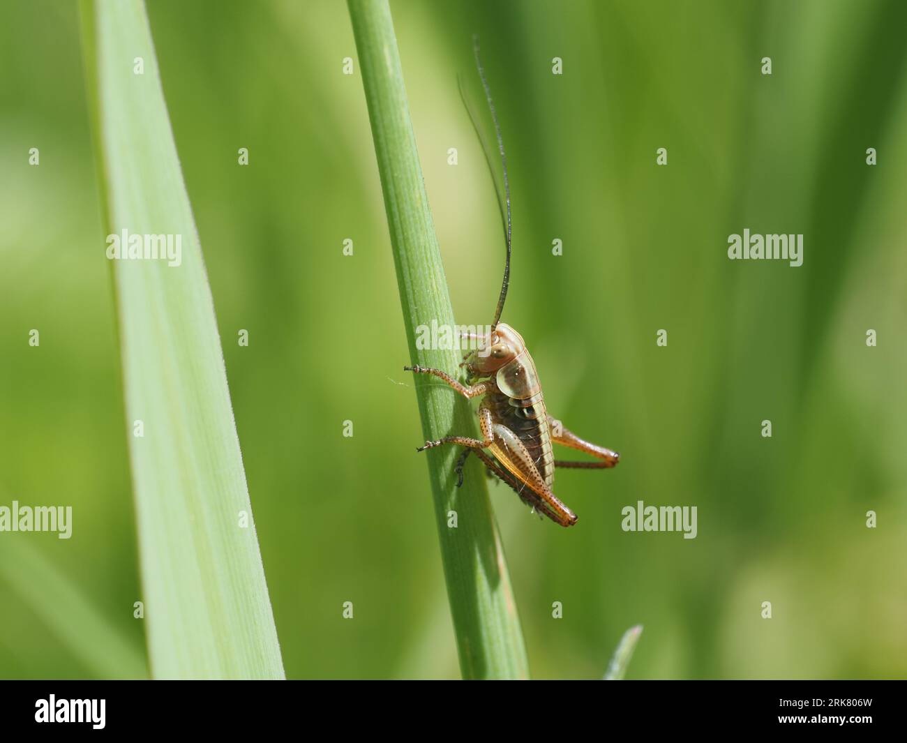 Le Bush-cricket de Roesel. Nom scientifique : Metrioptera roeselii. Classification supérieure : Metrioptera. Famille : Tettigoniidae. Royaume : Animalia. Banque D'Images