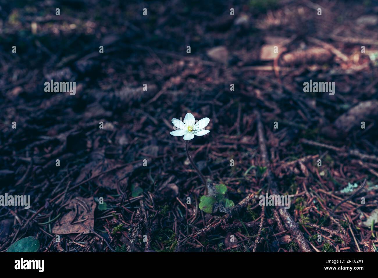 A single white Hepatica nobilis flower blooming in the spring, isolated on a white background Banque D'Images