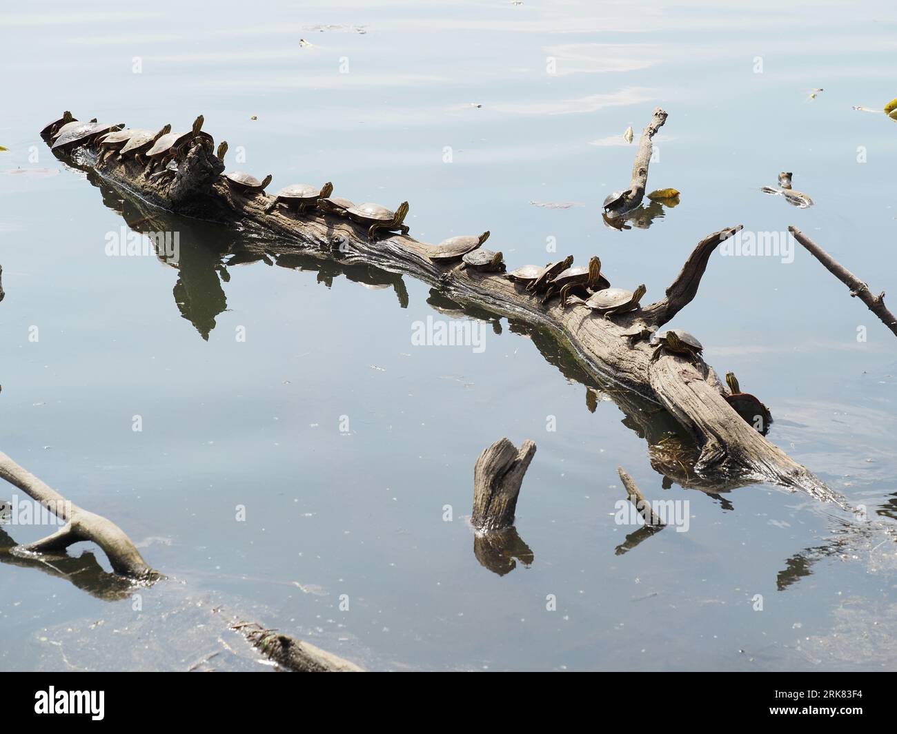 Tortues au soleil sur une bûche pendant les heures de midi au lac Normandale à Bloomington, MN (mai) Banque D'Images