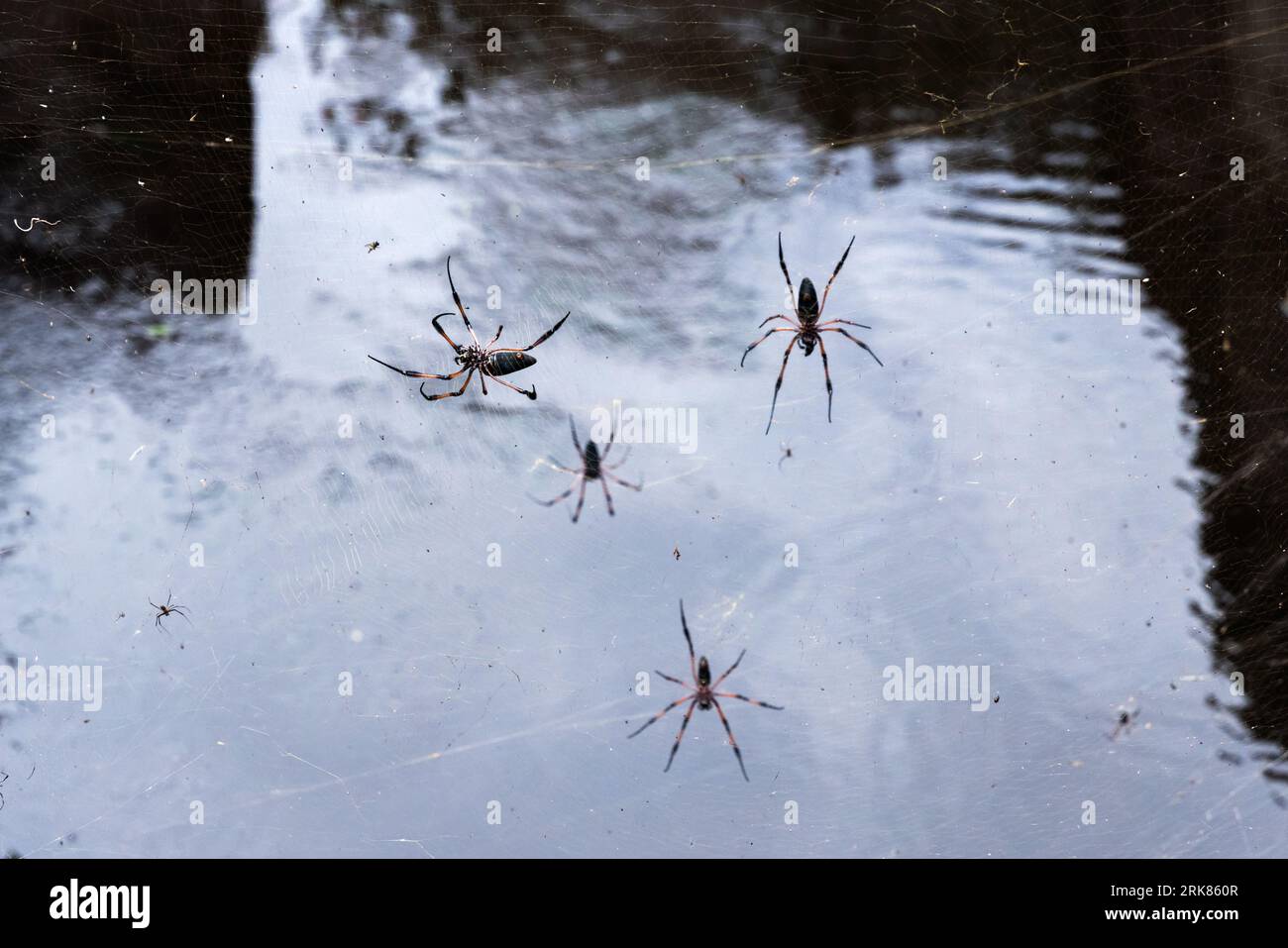Les araignées tisserands orbes dorées à pattes rouges sont sur la toile d'araignée, photo en gros plan avec mise au point sélective. Nephila inaurata, Seychelles Banque D'Images