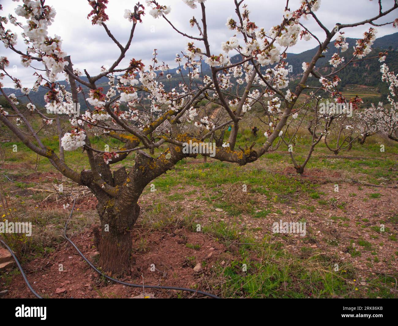 Culture de cerisiers. Cultivo de cerezos Banque D'Images