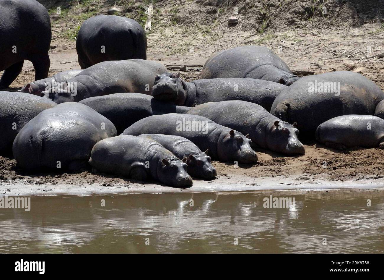 Bildnummer : 53978904 Datum : 11.04.2010 Copyright : imago/Xinhua (100426) -- NAIROBI, 26 avril 2010 (Xinhua) -- Hippos repose sur la rive de la rivière Mara sur la section Kenya le 11 avril 2010. La Communauté de l’Afrique de l’est (CAE) a décrit le bassin de la rivière Mara comme une ressource régionale et mondiale qui devrait être conservée à tout prix, selon ses rapports récemment publiés élaborés à la suite de la réduction du couvert végétal et de la diversité des espèces, et la surexploitation et la concurrence des espèces envahissantes, principalement en raison de la croissance de la population humaine. (Xinhua/Xu Suhui)(lx) (2)KENYA-MARA R. Banque D'Images