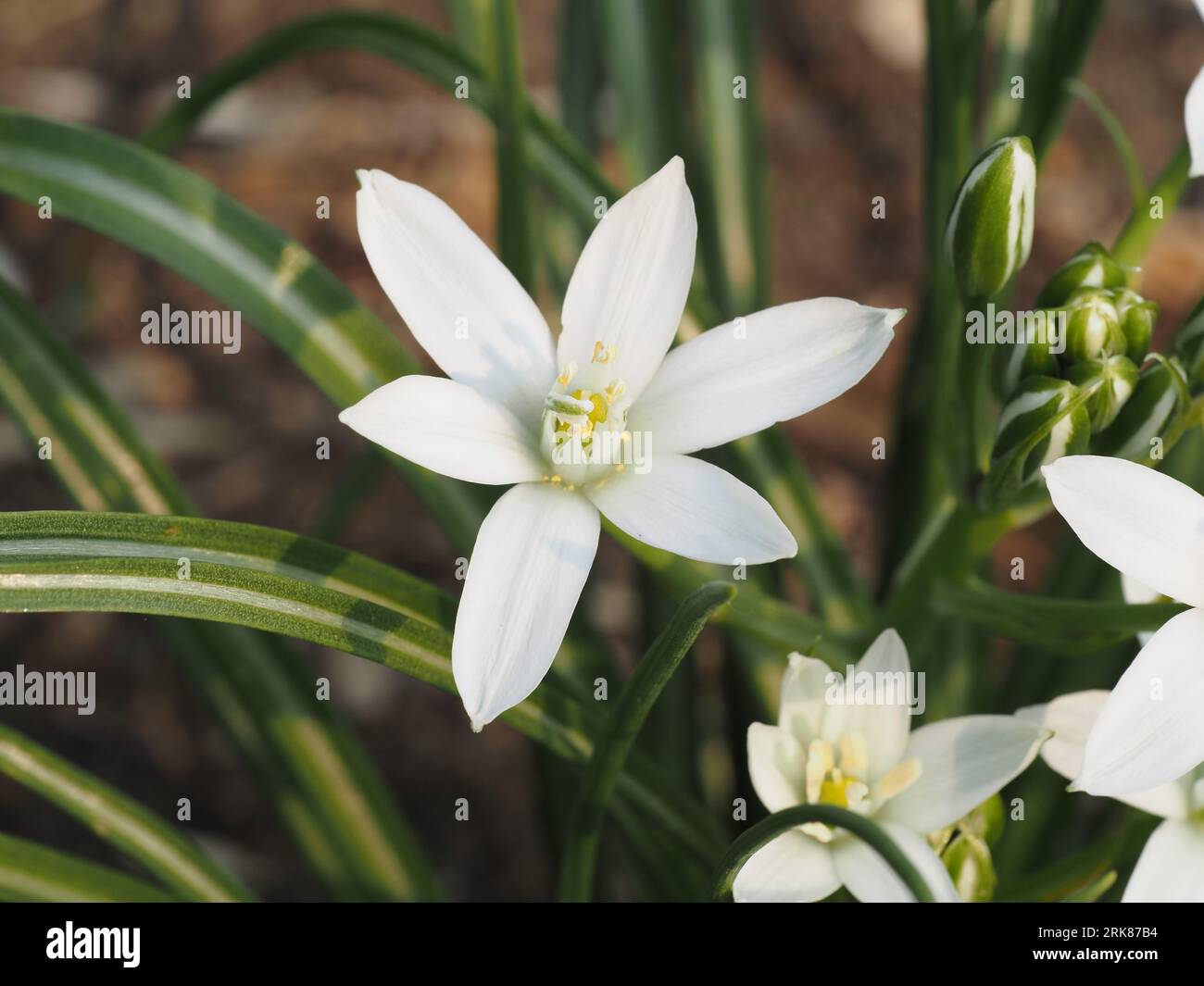 Étoile de Bethléem (Ornithogalum umbellatum). Nom scientifique : Ornithogalum umbellatum. Famille : Asparagaceae. Ordre : Asparagales. Royaume : Plantae. Banque D'Images