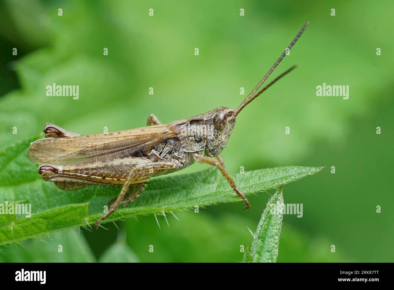 Gros plan naturel sur la Locomotive Grasshopper brune, Chorthippus apricarius, assise sur une feuille verte Banque D'Images