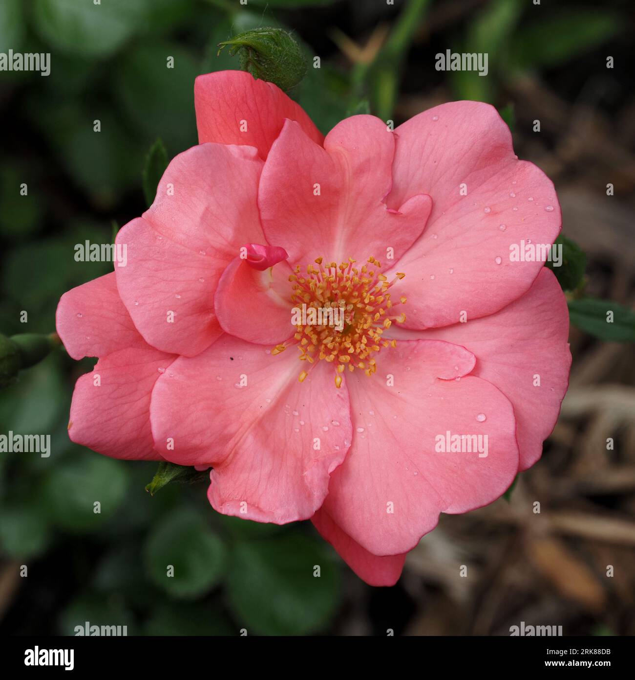 Fleur rose rose en pleine floraison avec gouttes de pluie (juin). Nom scientifique : Rosa. Famille : Rosaceae. Ordre : Rosales. Royaume : Plantae. Banque D'Images