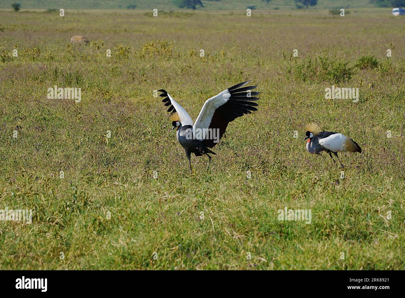 Paire de grues grises couronnées sur la savane africaine au parc national du lac Nakuru, région de la vallée du Rift, Kenya en 2023 chaude journée d'hiver ensoleillée en juillet. Banque D'Images