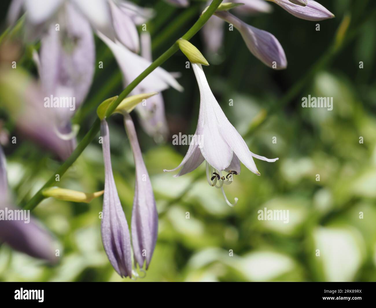 Plante hosta fleurie en juillet. Nom scientifique : HostA. Famille : Asparagaceae. Sous-famille : Agavoideae. Ordre : Asparagales. Royaume : Plantae. Banque D'Images