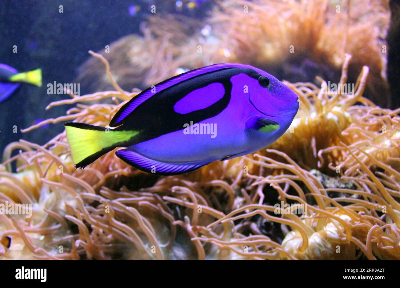 Un poisson vibrant nage dans un environnement sous-marin tranquille, entouré d'herbes luxuriantes et ondulantes Banque D'Images
