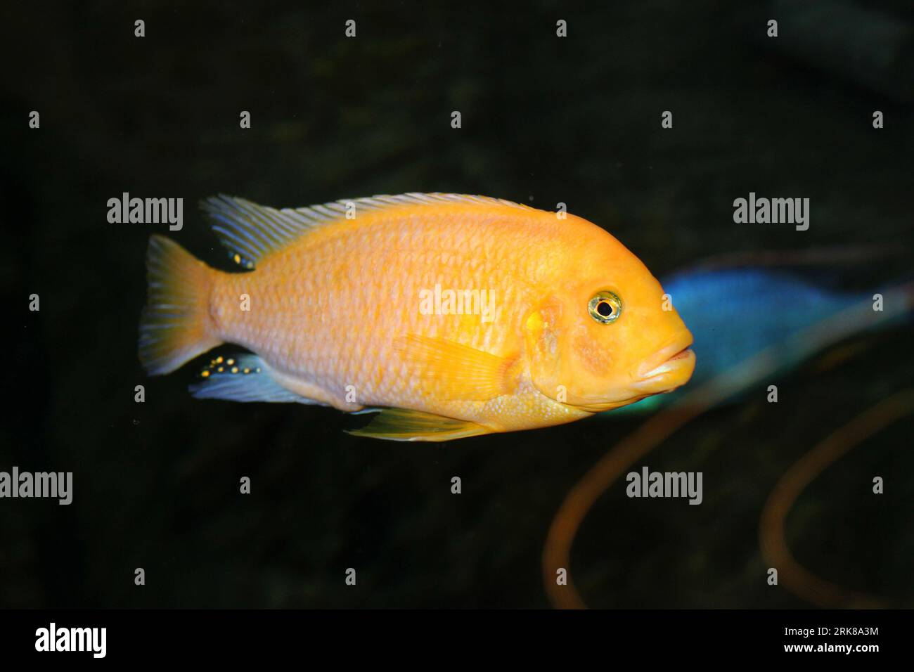 Un poisson vibrant nage dans un environnement sous-marin tranquille, entouré d'herbes luxuriantes et ondulantes Banque D'Images