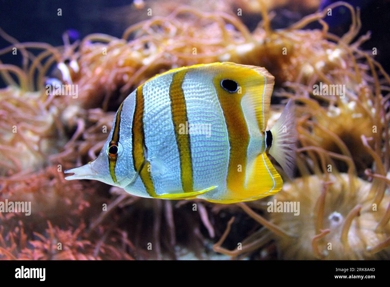 Un poisson vibrant nage dans un environnement sous-marin tranquille, entouré d'herbes luxuriantes et ondulantes Banque D'Images