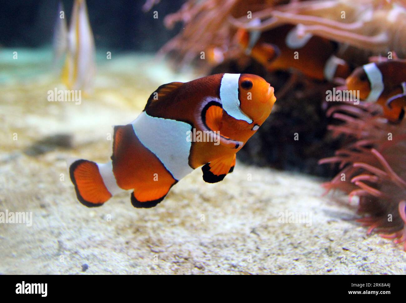 Un poisson vibrant nage dans un environnement sous-marin tranquille, entouré d'herbes luxuriantes et ondulantes Banque D'Images