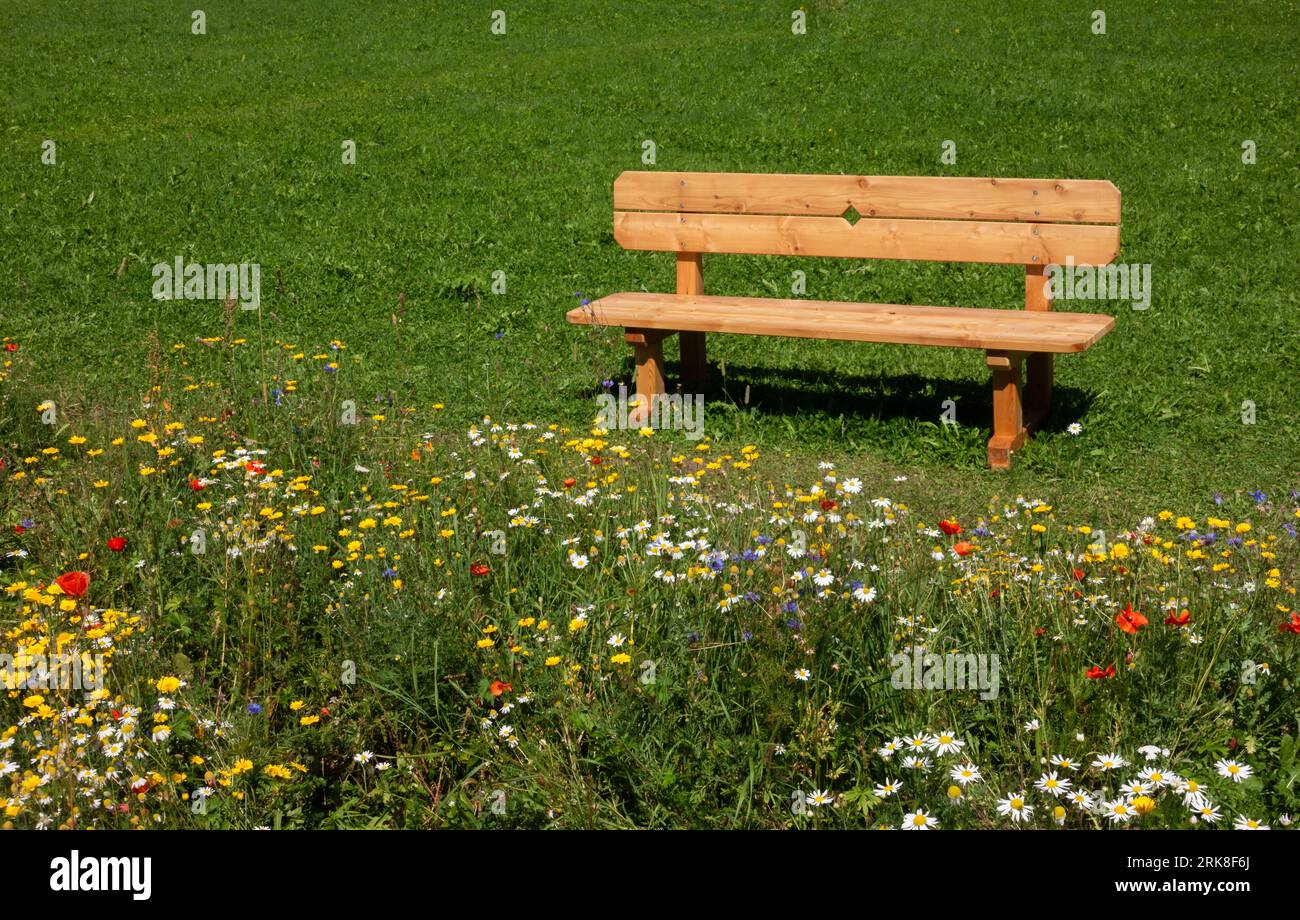 Banc de parc en bois dans l'herbe devant la prairie de fleur en fleur Banque D'Images