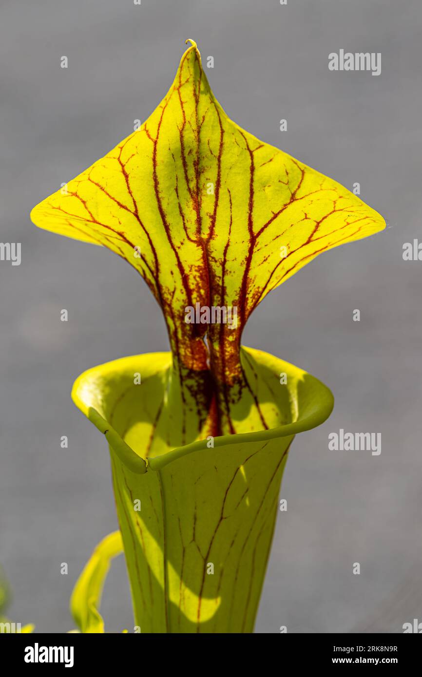 Piégeage des feuilles d'une plante de pichet jaune (Sarracenia flava) Banque D'Images