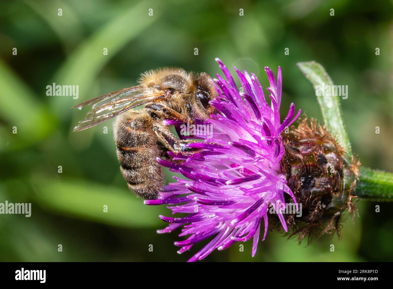 Une abeille occidentale ou abeille européenne, Apis mellifera, se nourrissant d'une fleur sauvage. Banque D'Images