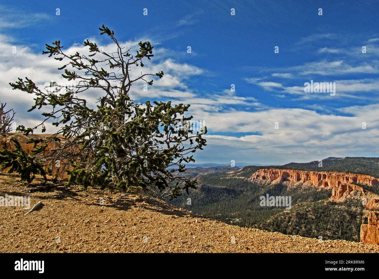 Pinus Longaeva, un petit pin bristlecone soufflé par le vent, qui pousse sur le bord de l'amphithéâtre de Bryce Canyon dans l'Utah. Banque D'Images