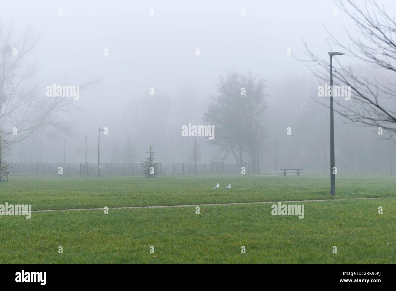 Brouillard épais dans le parc tôt le matin. Paysage de parc de la ville sous le brouillard. Banque D'Images