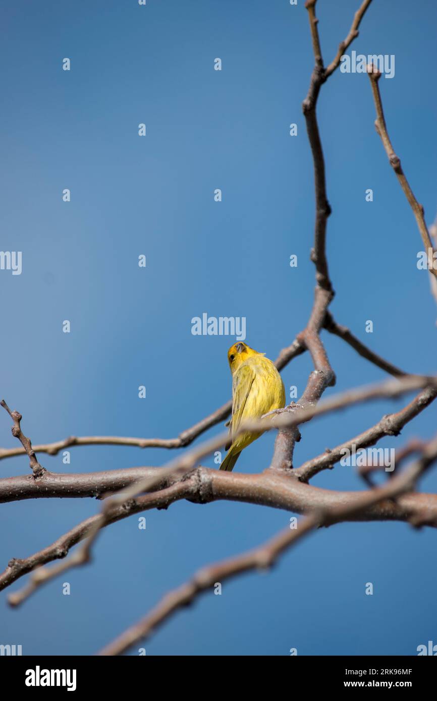Ordfinch jaune visible dans les branches d'un arbre. sicalis flaveola Banque D'Images