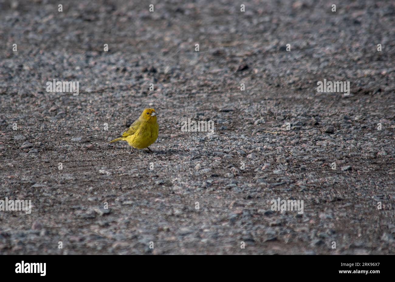 Finch jaune pâle dans la pelouse du jardin. sicalis flaveola Banque D'Images