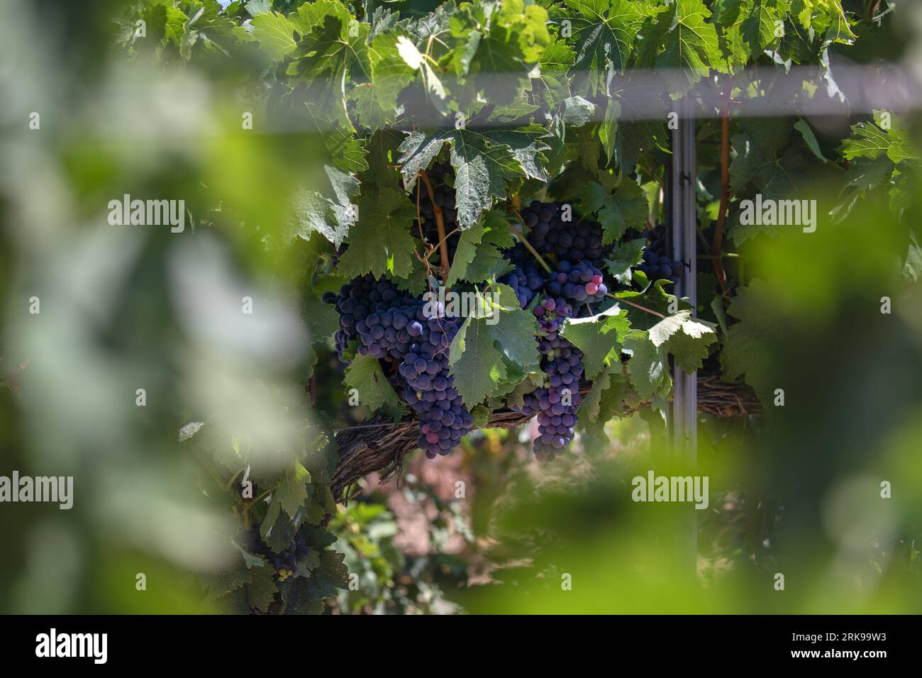 Maturation des raisins pendant l'été, dans les vignobles près de la ville de Laguardia, Rioja Alavesa. Banque D'Images