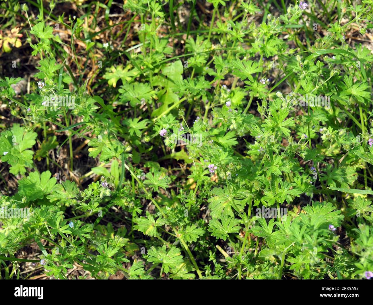 Bec de grue à petites fleurs, petit géranium, Geranium pusillum, apró gólyaorr, Hongrie, Magyarország, Europe Banque D'Images