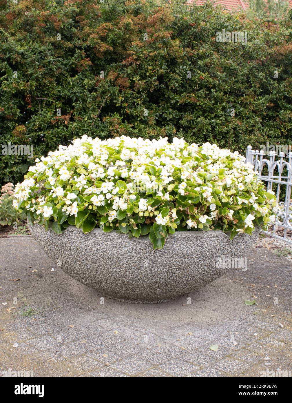 Bégonia blanc dans un pot de fleurs dans un jardin par une journée ensoleillée Banque D'Images