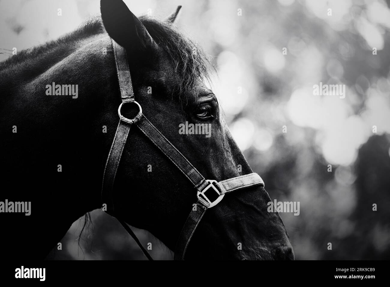 Cette photographie en noir et blanc représente un superbe portrait de profil d'un beau cheval. L'élégance et la grâce de l'animal. Les sports équestres, Banque D'Images