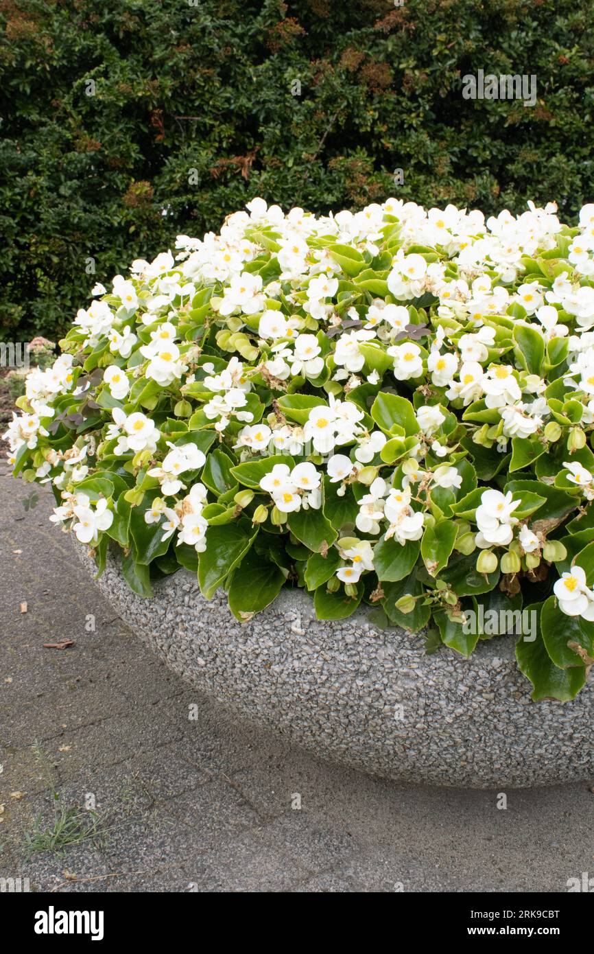 Bégonia blanc dans un pot de fleurs dans un jardin par une journée ensoleillée Banque D'Images