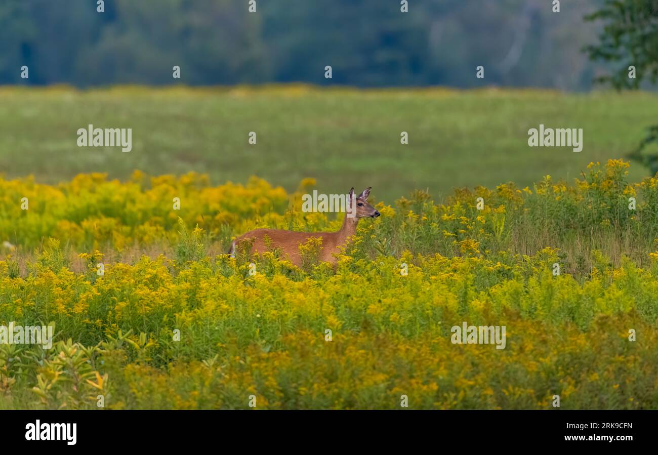 Biche à queue blanche debout dans un champ de verge d'or dans le nord du Wisconsin. Banque D'Images