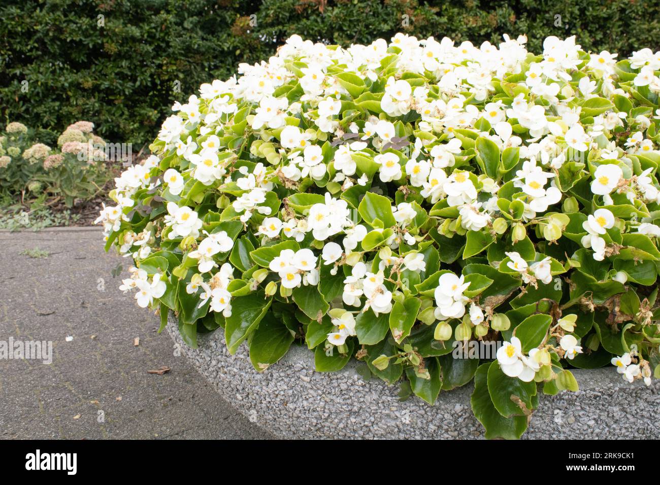 Bégonia blanc dans un pot de fleurs dans un jardin par une journée ensoleillée Banque D'Images