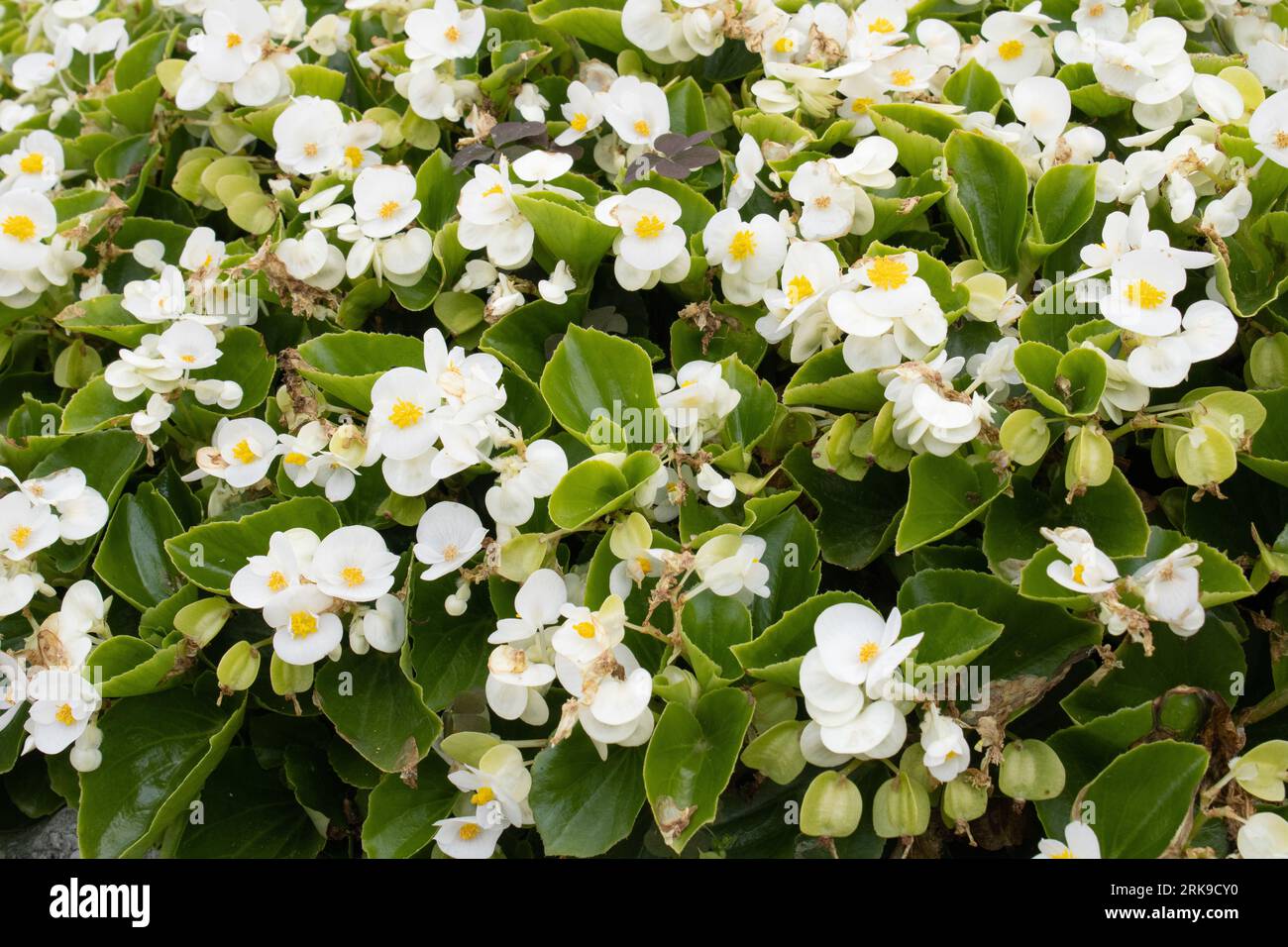 Bégonia blanc dans un pot de fleurs dans un jardin par une journée ensoleillée Banque D'Images
