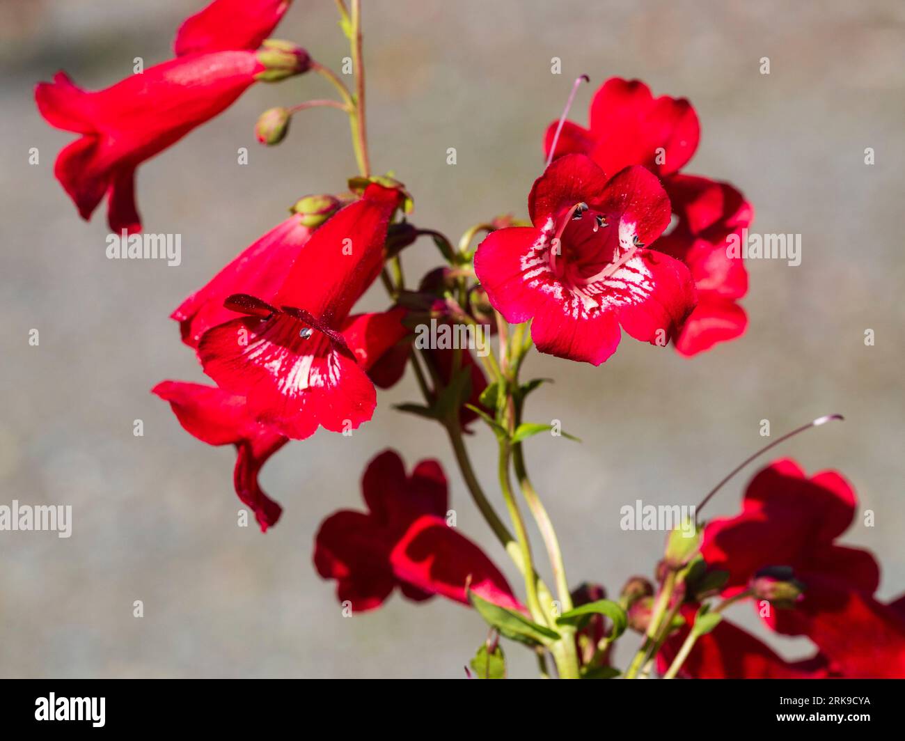 Fleurs rouges à gorge blanche du pérénial à fleurs d'été semi-persistantes, Penstemon 'King George V' Banque D'Images