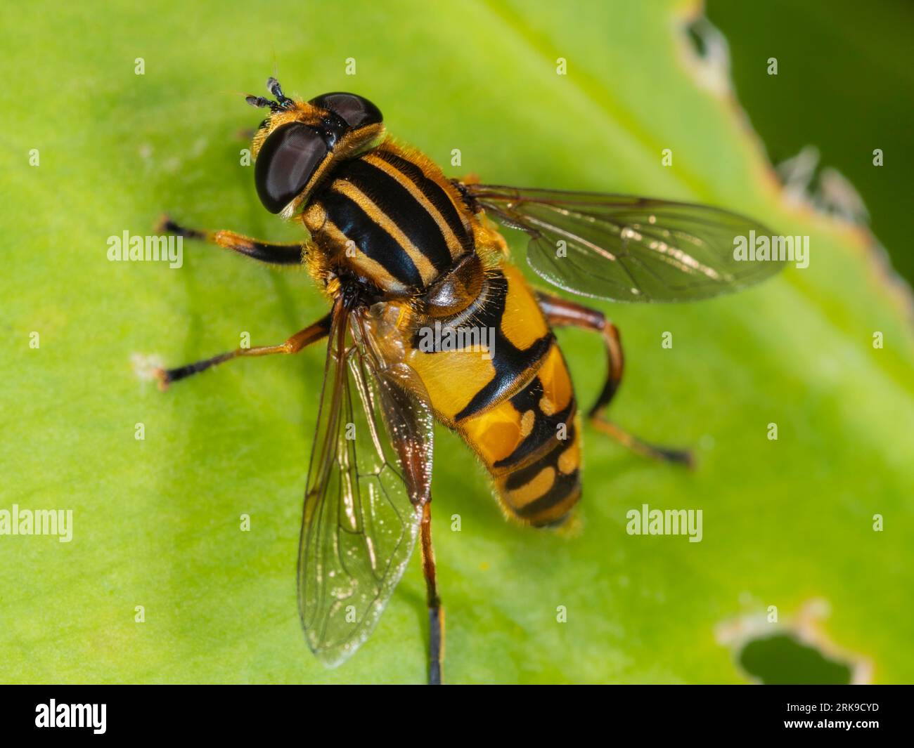 La guêpe femelle adulte imite l'hoverfly britannique, Helophilus pendulus, au repos dans un jardin britannique Banque D'Images