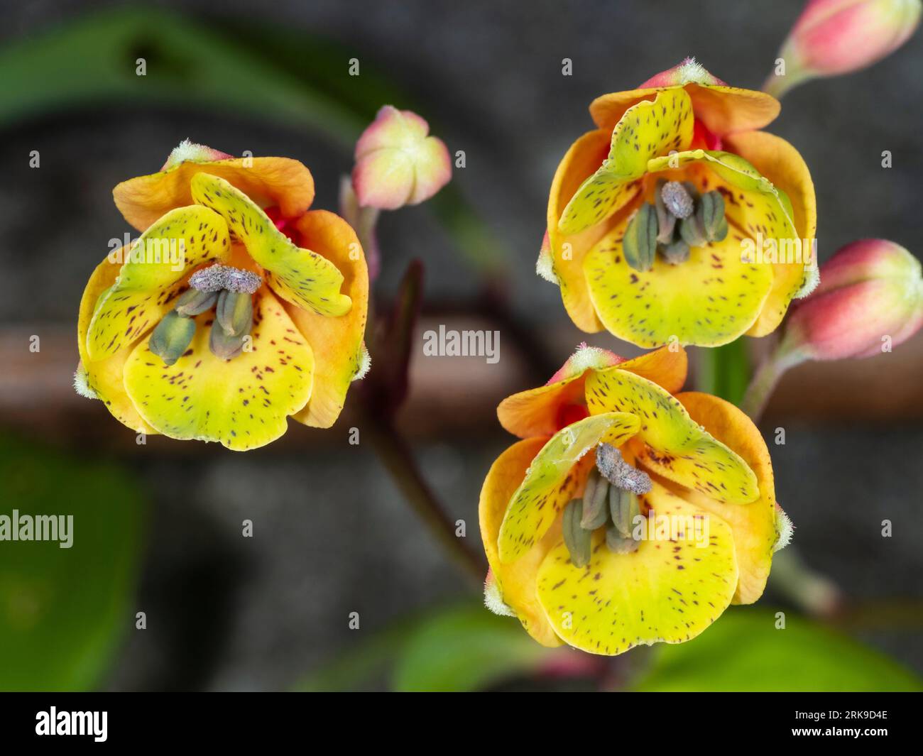 Vue sur les fleurs rouges et jaunes de l'alstroemeria alstroemeria semi-robuste, Bomarea edulis Banque D'Images