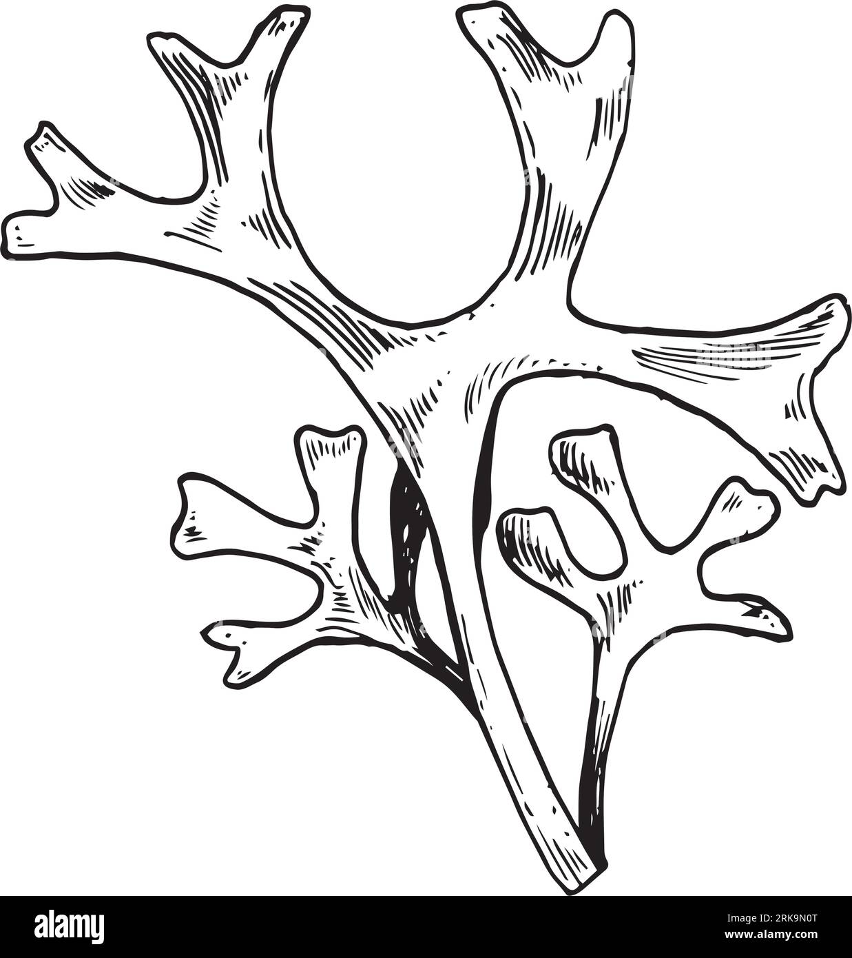 Plante marine rhodymenia encre illustration dessinée à la main isolée sur fond blanc. Algue palmata, vecteur de ligne rouge dulse noir blanc. Elément de conception pour Illustration de Vecteur