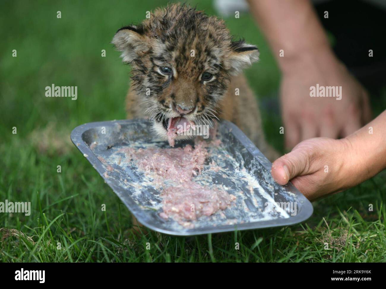 Bildnummer : 54244813 Datum : 21.07.2010 Copyright : imago/Xinhua (100722) -- SANMENXIA, 22 juillet 2010 (Xinhua) -- un membre du personnel nourrit un tigre sibérien âgé d'un mois avec du bœuf au zoo de la ville de Sanmenxia, dans la province du Henan centrale de la Chine, 21 juillet 2010. Deux tigres sibériens sont nés au zoo il y a un mois. Parce que leur mère, Hu Niu, âgée d'un an, a refusé de nourrir les petits nouveau-nés, les responsables du zoo local ont trouvé un chien pour les nourrir. (Xinhua/du Jie) (mcg) (3)CHINA-HENAN-SANMENXIA-SIBERIAN TIGER (CN) PUBLICATIONxNOTxINxCHN Gesellschaft Tiere Jungtier Tiger kbdig xmk 2010 quer Highlight premiumd xint Banque D'Images