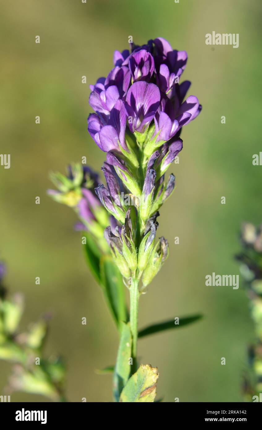 Le champ est la luzerne en fleurs, qui est un aliment précieux pour animaux Banque D'Images