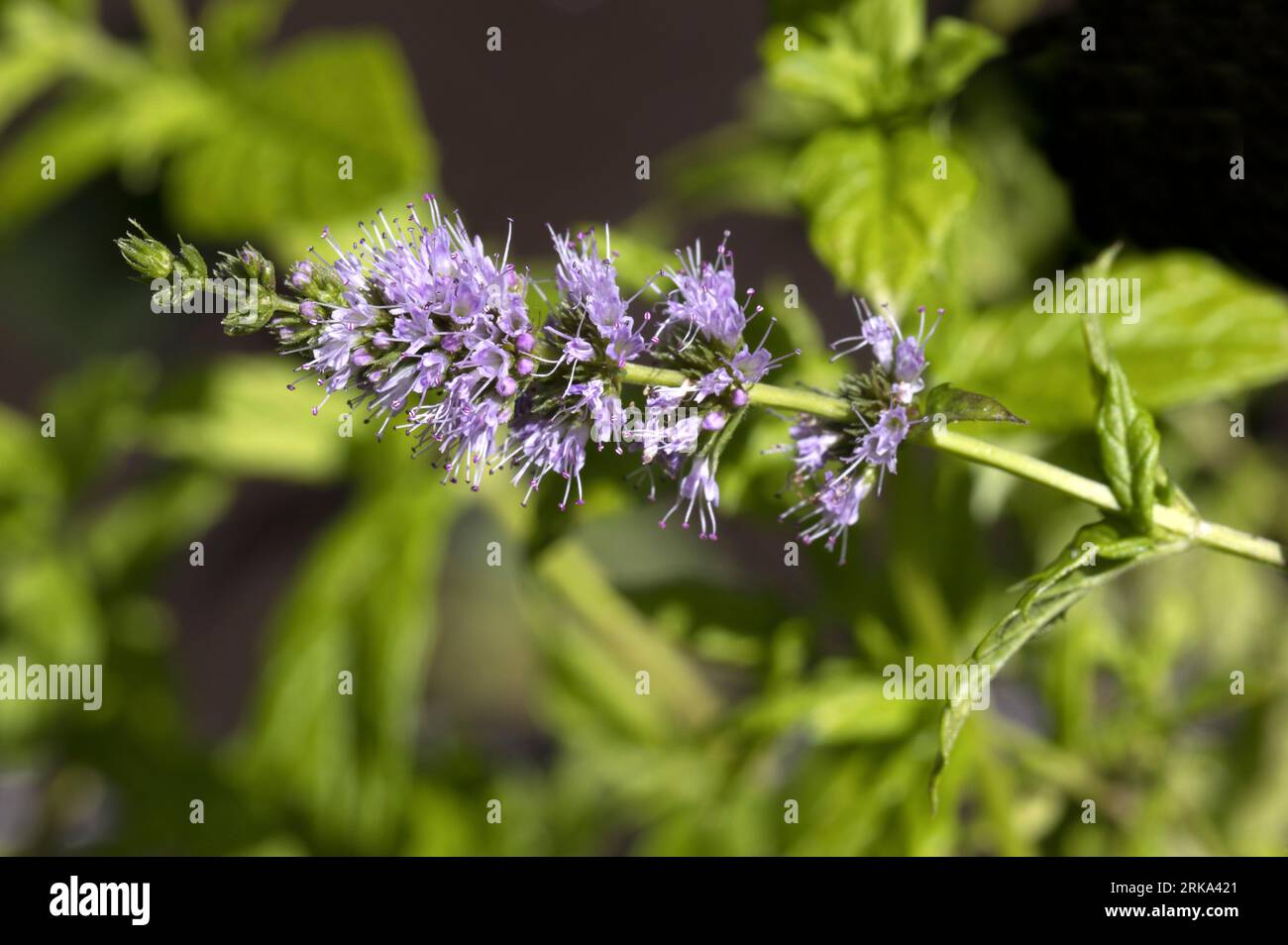 Fleur de menthe de jardin Banque D'Images