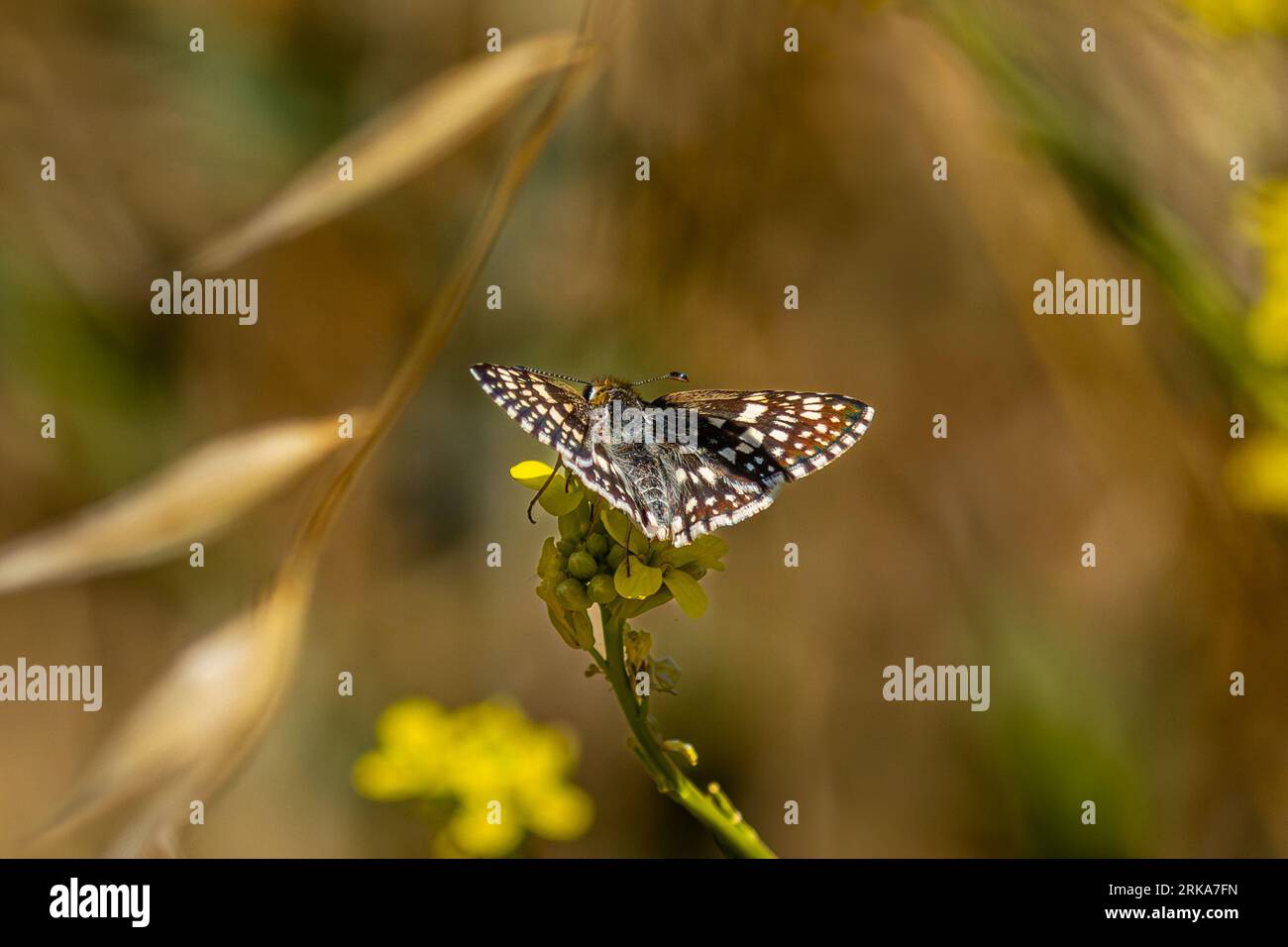 Skipper à damier commun sur Morning Glory au San Luis National Wildlife refuge dans la vallée centrale de Californie, États-Unis Banque D'Images