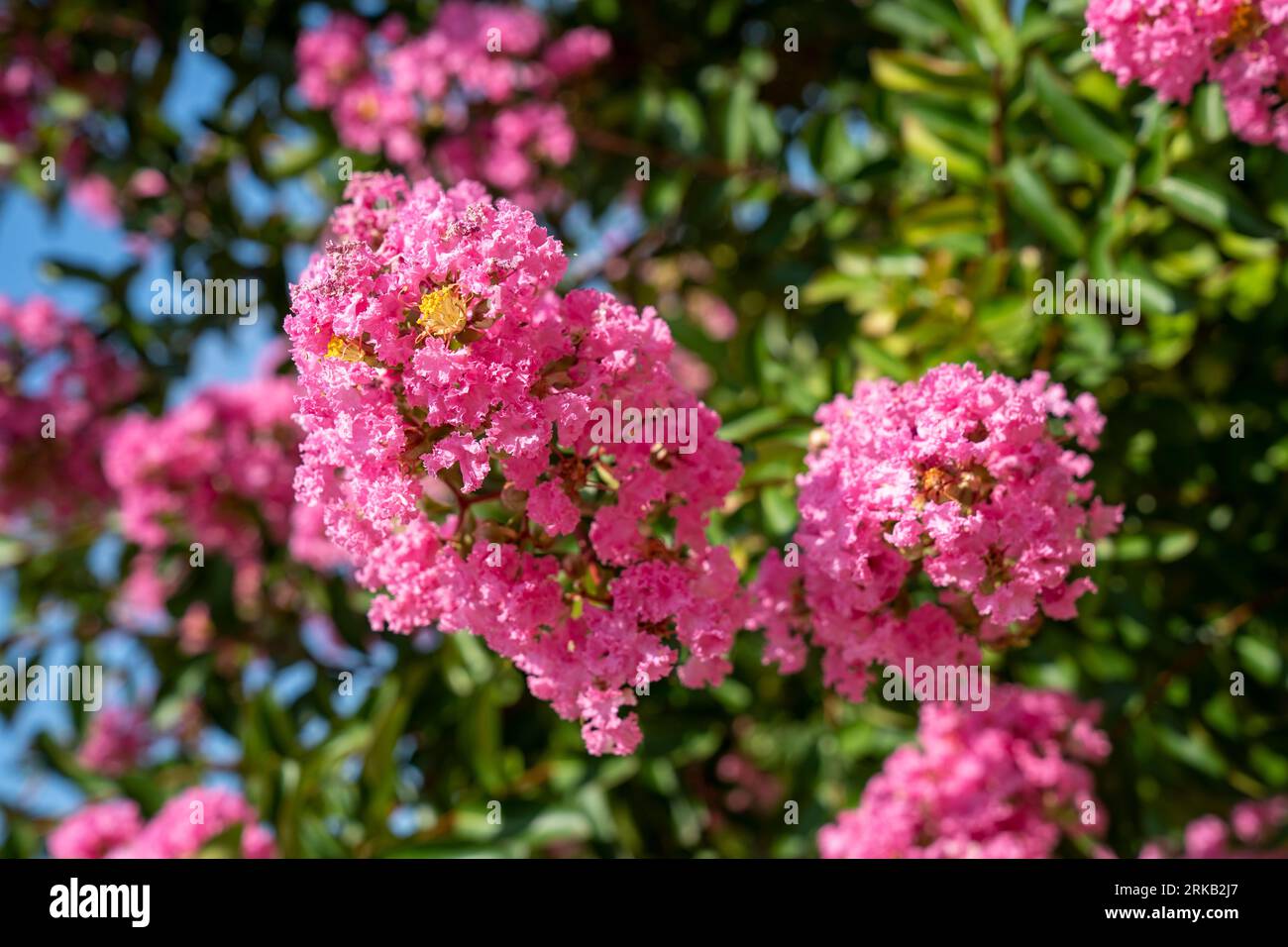 Lagerstroemia indica en fleur. Belles fleurs roses sur l'arbre de myrte Сrape sur fond vert flou. Mise au point sélective. Banque D'Images