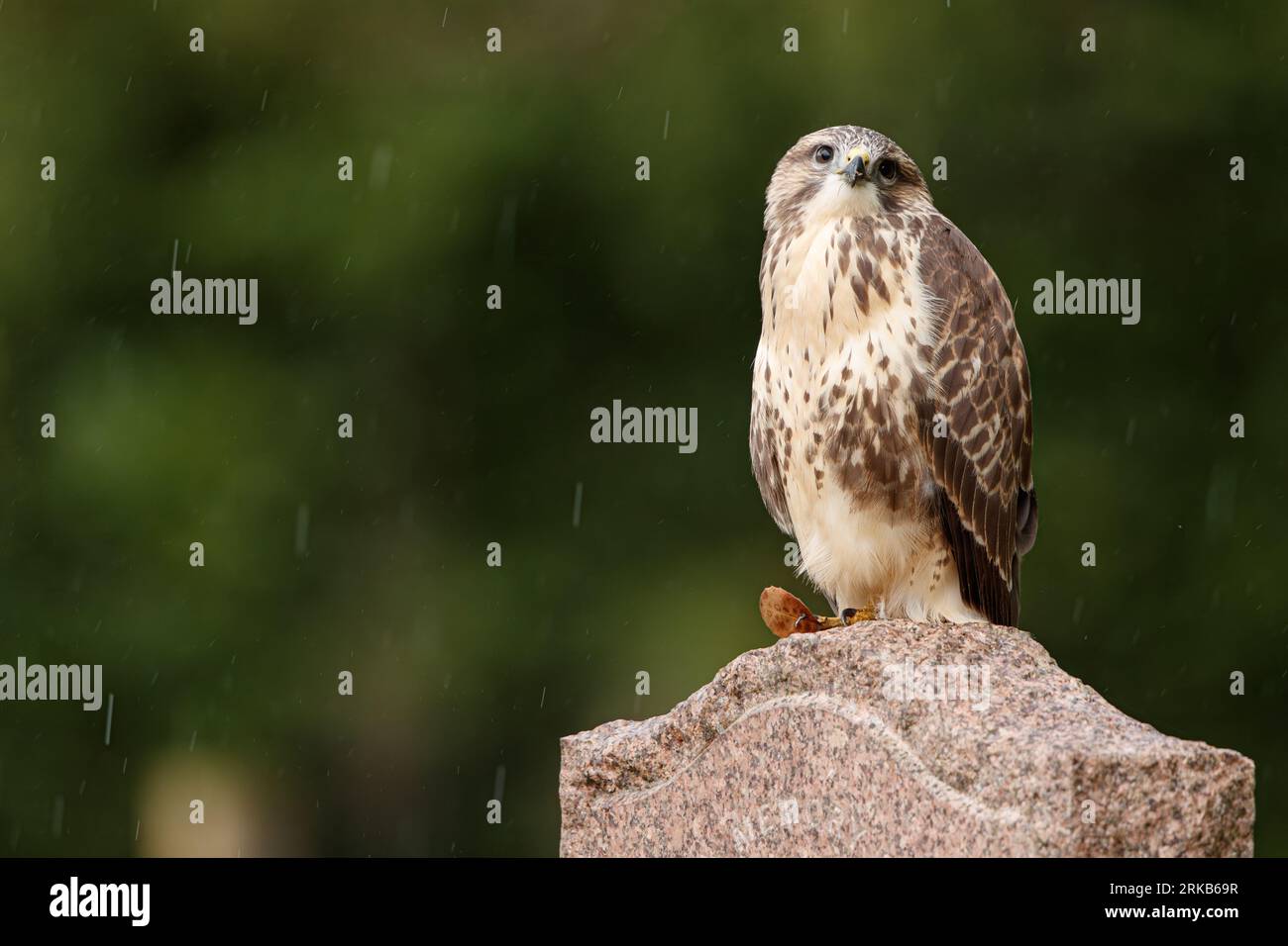 Buzzard perché sur la pierre tombale dans le cimetière Banque D'Images