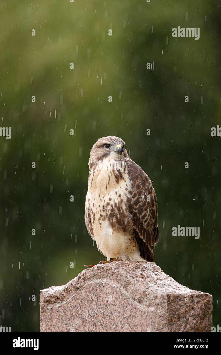 Buzzard perché sur la pierre tombale dans le cimetière Banque D'Images
