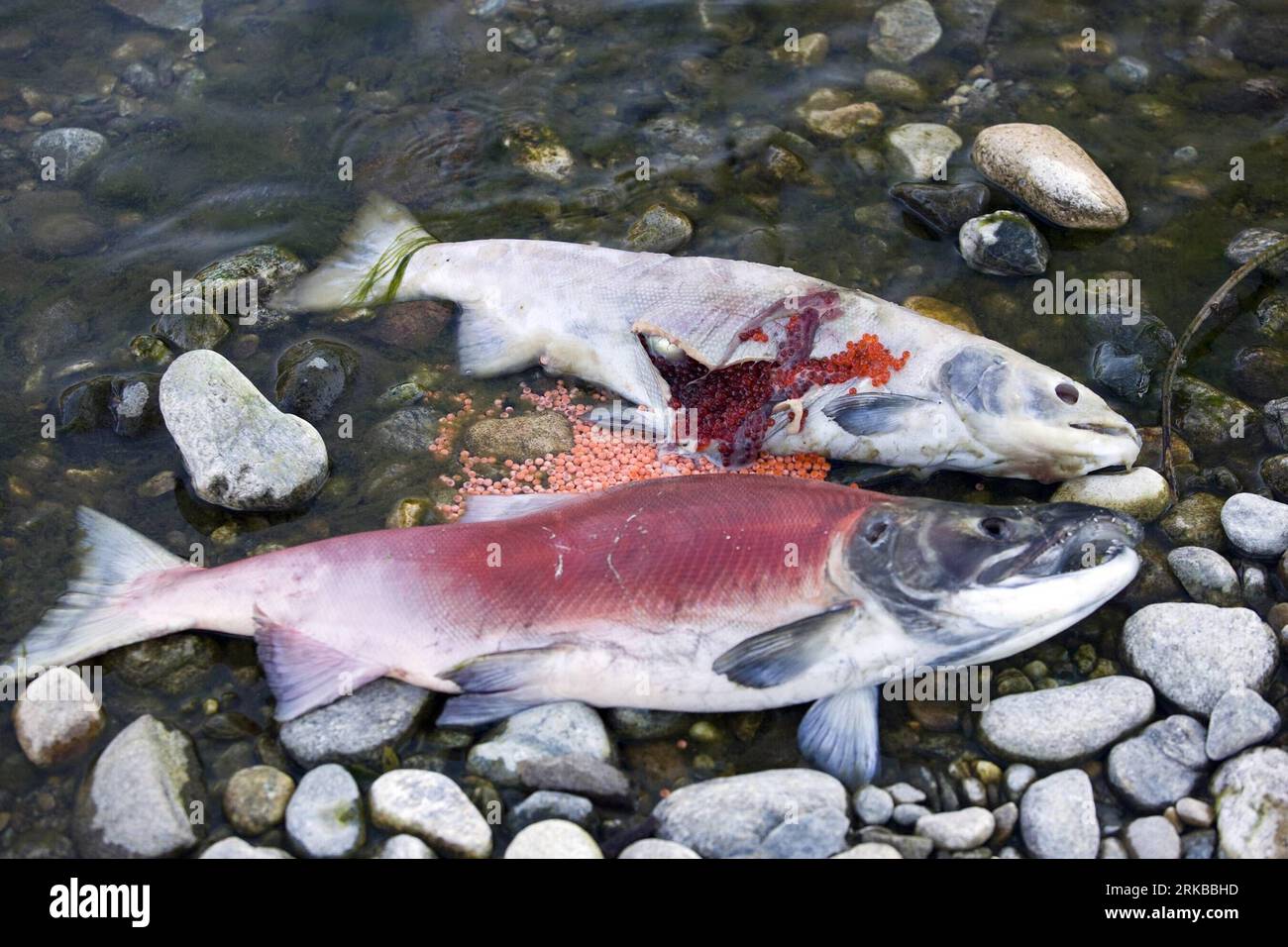 Bildnummer : 54529819 Datum : 07.10.2010 Copyright : imago/Xinhua (101011) -- COLOMBIE-BRITANNIQUE, 11 octobre 2010 (Xinhua) -- des saumons rouges morts sont vus pendant leur voyage de retour à la rivière Adams dans la province de Colombie-Britannique, Canada, 7 octobre 2010. Pas moins de 2,5 millions de saumons rouges devraient inonder la rivière Adams cette année, qui est censée être la plus grande course de saumons rouges en un siècle. Les saumons rouges pondent des œufs dans les eaux moins profondes de la rivière Adams en octobre de chaque année. Après avoir grandi pendant un an en eau douce, les jeunes poissons, également appelés alevins sockeye, migrent Banque D'Images
